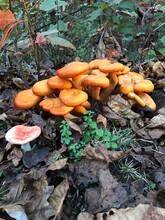 Orange Jack O Lantern Mushrooms With A Single Red Capped Mushroom Next To The Group