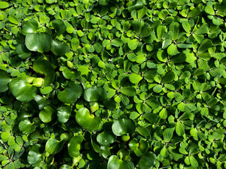 Green leaf texture. Leaf texture for background