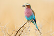 © Paul Tessier/Stocksy - Lilac-breasted Roller