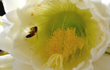 Night Blooming Cereus Bee Interior