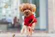 © Pansfun Images/Stocksy - pet dog outdoor in city