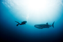 Scuba Diver And Whale Shark