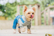 © Pansfun Images/Stocksy - pet dog outdoor in city