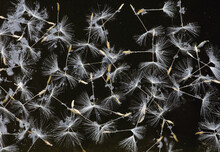 Dandelion Seeds Floating On The Water Of A Pond
