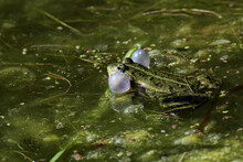 Male Frogs With Vocal Sac In Use