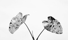 Speckled Colocasia 'mojito' Foliage