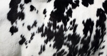 Speckled Hide On A Holstein Cow