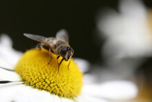 Bee On Daisy Flower