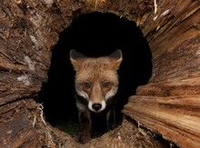 Red Fox (Vulpes Vulpes) In A Hollow Tree Trunk