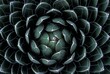 © Michael Peuckert/imageBROKER - Houseleek (Sempervivum), Lanzarote, Spain, Europe
