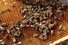 Honey Bees (Apis) On A Comb, Volk, Germany, Europe