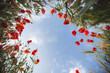© Anke Scheibe Hochzeitsfotografie/Westend61 - Field of poppy flower against clear sky