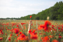 Woman Sitting While Holding Flower In Poppy Field