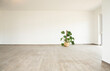© MiJo/Westend61 - Monstera deliciosa on floor against white wall in new empty house
