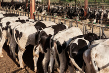Herd Of Cows Feeding In Farm