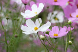 Fototapeta Krajobraz - ピンクと白に咲いたコスモスの花のアップ
