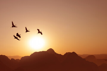 Wall Mural - Flock of birds flying at sunset