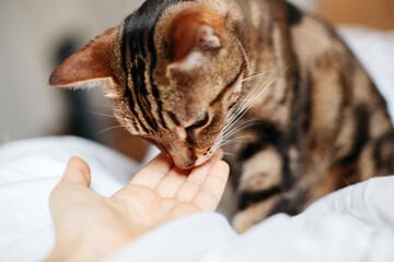Wall Mural - Tabby pet cat sniffing human hand palm. Relationship of owner and domestic feline animal. Adorable furry kitten friend. Friendship of human and a cat. Man woman feeding cat.