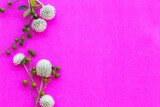 Fototapeta Lawenda - white flowers amaranth local flora of asia arrangement flat lay postcard style on background pink