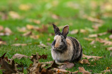 One Cute Bunny With Mixed Grey And Brown Fur Sitting On Fall Leaves Filled Grassy Ground In The Park