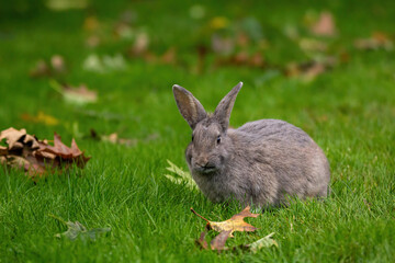 Wall Mural - one cute grey rabbit sitting on autumn leaves filled green grass field in the park