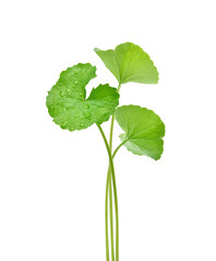 Wall Mural - Three Gotu kola (Centella asiatica) leaves with water drops isolated on white background. (Asiatic pennywort, Indian pennywort) Clipping path.