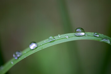 rain drops on a blade of grass