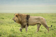 Male lion walking in green plains of Ngorongoro Crater in Tanzania
