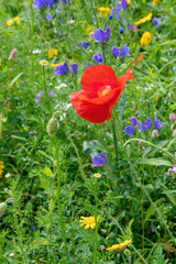  Red poppy blossom in the meadow