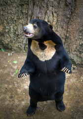 Poster - Sun bear relaxing in nature.