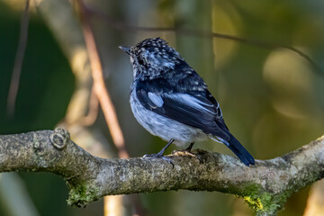 Nature wildlife bird species of Little Pied Flycatcher on perched on a tree branch found in Borneo, Sabah,Malaysia with nature wildlife background