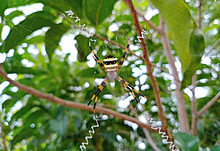 This Entomology Insect Is The Black And Yellow Garden Spider, A Common Spider Around Residential Homes.