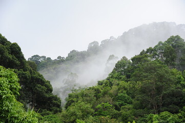  Forested mountain slope in low lying cloud with the evergreen conifers shrouded in mist in a scenic landscape view
