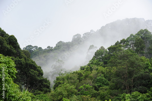 Cuadros en Lienzo Forested mountain slope in low lying cloud with the evergreen conifers shrouded