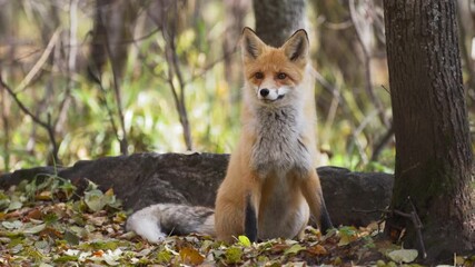 Wall Mural - red fox (vulpes vulpes) hunting and finding some food at the forest