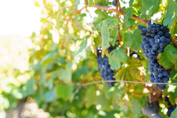 Selective focus on a black grape cluster in a vineyard