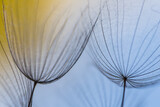 Fototapeta Dmuchawce - Abstract macro photo of dandelion seeds. Shallow focus. Old style