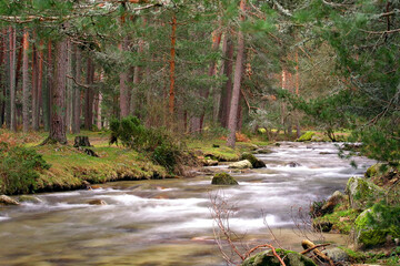 Eresma River, Scot Pine Forest, Guadarrama National Park, Segovia, Castile and LeÃ³n, Spain, Europe