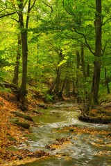 Wall Mural - Flowing stream in the autumn forest