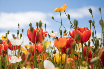 Field bright colorful flowers poppies red green orange bright sunny spring day blue sky clouds summer floral