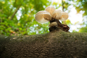 Wall Mural - Close-up photo of mushrooms on tree trunk