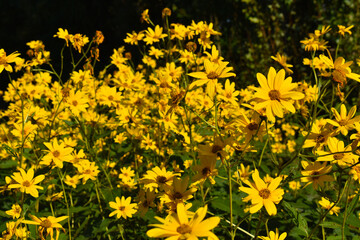  closeup of wild yellow flowers in the countryside