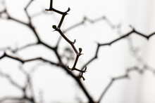 Silhouette Of Madagascariensis On White Background.
