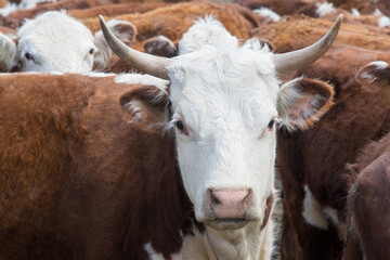 Bull close-up. Photo of a white cow with brown spots in the middle of the herd. Big horns. On the farm. Symbol of the new year 2020