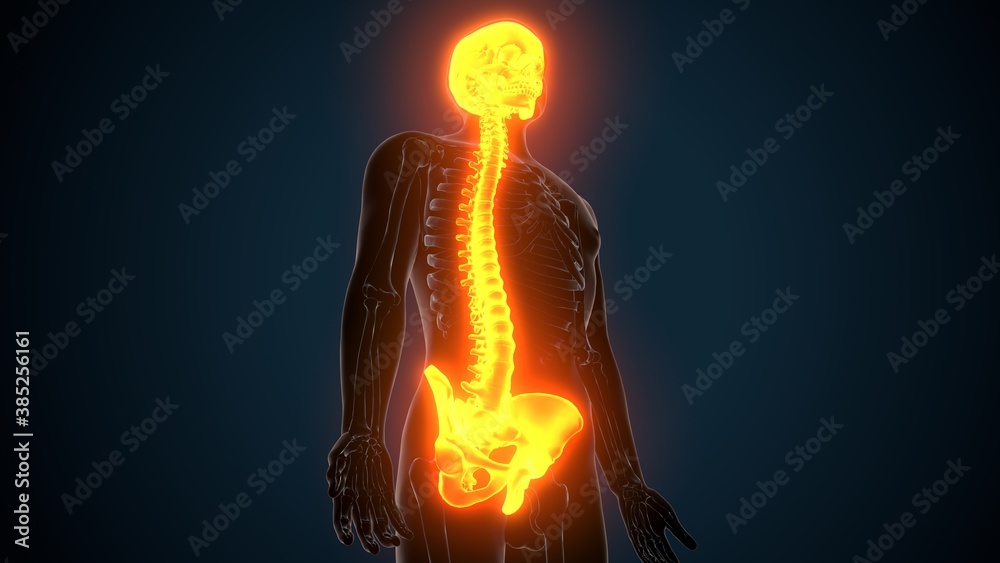 Skull And Ribs 3d illustration of Axial skeleton skull , vertebral column and ribs ...