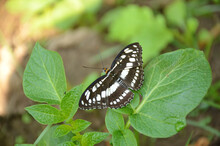 The Beautiful Black White Color Butterfly On The Green Potato Plant .