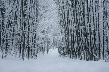 Sticker - snowy forest path in magical forest in winter