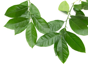 Wall Mural - green branches with lemon leaves on white background