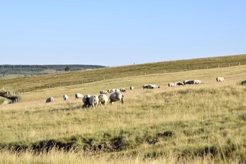 Wall Mural - sheep farming in mountain pasture