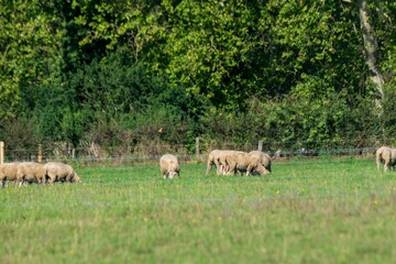 Wall Mural - sheep farming in mountain pasture